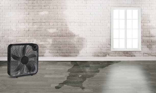 Best Mold removal after water damage  in Plainfield Village, CT